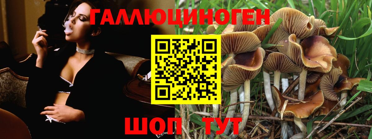 Галлюциногенные грибы Psilocybine cubensis Слободской